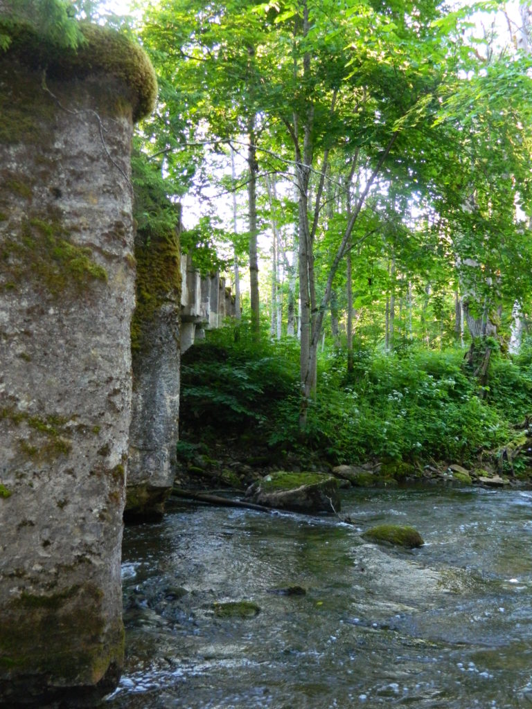 Puud, vesi ja loodus, puhkus